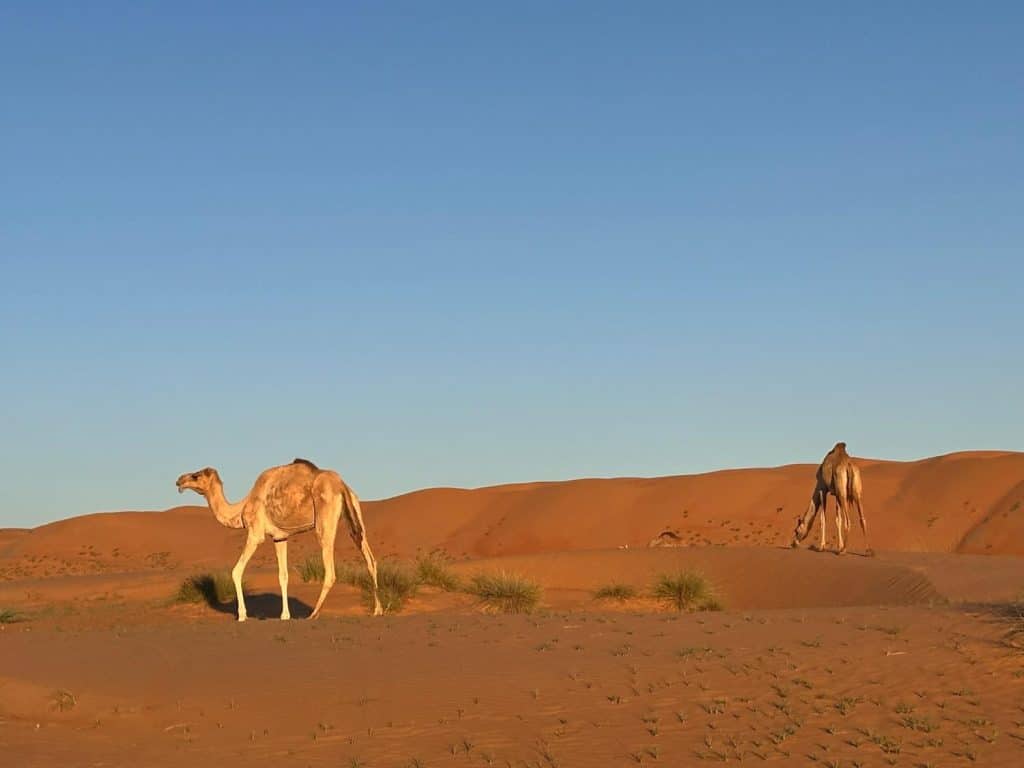 Desert Nights Resort i Oman