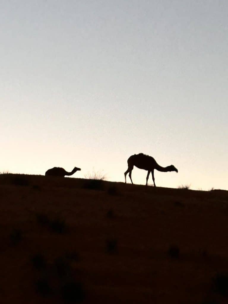 Desert Nights Resort i Oman