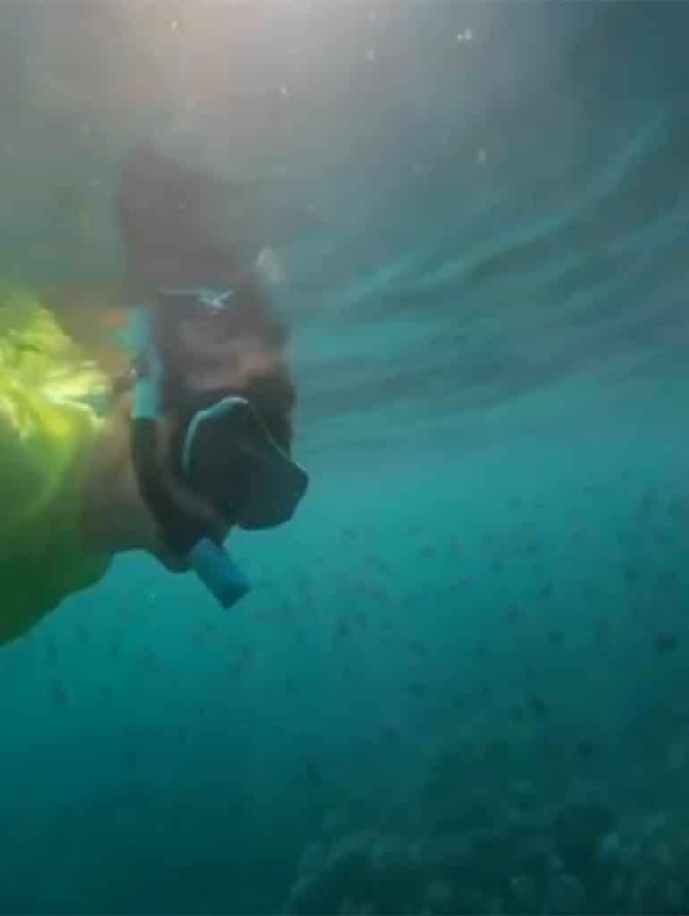 Snorkling med havssköldpaddor