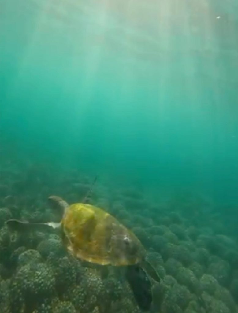 Snorkling med havssköldpaddor